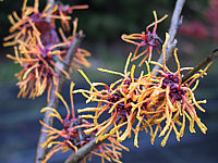 Hamamelis%20Orange%20Beauty2.JPG