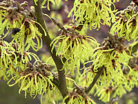 Hamamelis%20Pallida%20-%201a.JPG