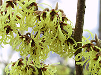 Hamamelis%20Pallida%20-%201b.JPG
