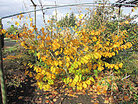 Hamamelis%20gelb%20gelbe%20Herbstfaerbung.JPG