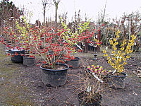 Hamamelis%20in%20Sorten.JPG
