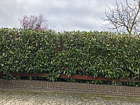 Hecke%20Kirschlorbeer%20Herbergii%20001.JPG