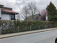 Hecke%20Kirschlorbeer%20Herbergii%20003.JPG