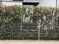 Hecke%20Kirschlorbeer%20Herbergii%20004.JPG