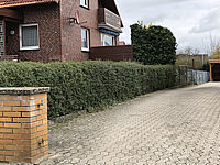 Hecke%20Liguster%20002.JPG
