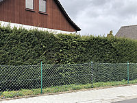 Hecke%20Taxus%20002.JPG