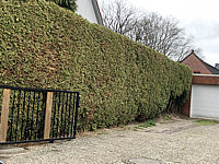 Hecke%20Thuja%20Brabant%20001%20geschnitten.JPG