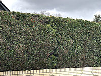 Hecke%20Thuja%20Brabant%20002%20geschnitten%20bearb.JPG