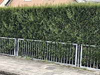 Hecke%20Thuja%20plicata%20001.JPG