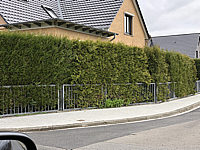 Hecke%20Thuja%20plicata%20links,%20rechts%20Brabant%20001.JPG