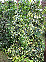 Hedera%20colchica%20Variegata.JPG