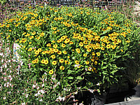 Helenium%20Hybride%20Hartmut%20Rieger.JPG