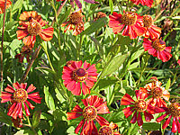 Helenium%20Hybride%20Rubinzwerg%201.JPG