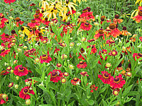 Helenium%20Hybride%20Rubinzwerg%202.JPG
