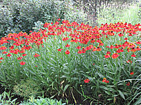 Helenium%20Hybride%20Rubinzwerg%203.JPG