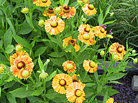 Helenium%20Hybride%20Waltraud%202.JPG