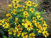 Helenium%20Hybride%20Waltraud.JPG