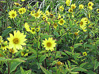 Helianthus%20Hybride%20Lemon%20Queen%20-%20Blueten%20z.JPG