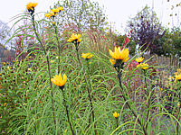 Helianthus%20salicifolius%20-%20Blueten.JPG
