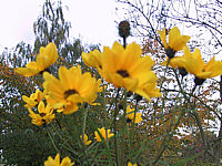 Helianthus%20salicifolus%20-%20Blueten%20unscharf.JPG