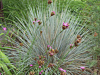Helictotrichon%20sempervirens%20Saphirsprudel.jpg