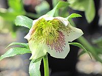 Helleborus%20Black%20Lady%20spottet%20-%20Bluete%20gefleckt.JPG