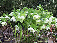 Helleborus%20corsicus%20-%20Sol.jpg