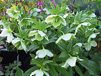 Helleborus%20corsicus%20-%20weiss-gruen.JPG