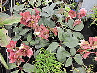 Helleborus%20ericsmithii%20Silvermoon1.JPG