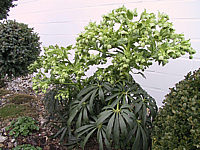 Helleborus%20foetidus%20-%201.JPG