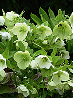 Helleborus%20niger.jpg