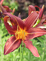 Hemerocallis%20Aten%20-%20ziegelrot.jpg