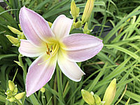 Hemerocallis%20Catherine%20Woodbury%20001.JPG