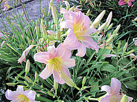 Hemerocallis%20Catherine%20Woodbury%201.JPG