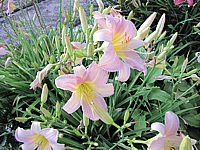 Hemerocallis%20Catherine%20Woodbury%202.JPG