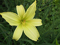Hemerocallis%20Citrina%20Bluete.jpg