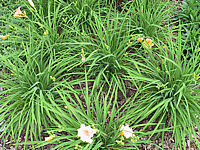 Hemerocallis%20Citrina%20bluehe.jpg