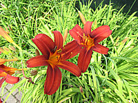 Hemerocallis%20Crimson%20Broccade%201.JPG