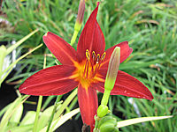 Hemerocallis%20Crimson%20Broccade%20Bluetenmacro.JPG