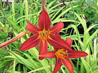 Hemerocallis%20Crimson%20Broccade%20Bluetenmacro1.JPG