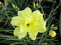 Hemerocallis%20Double%20River%20Wye%201.JPG