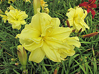 Hemerocallis%20Double%20River%20Wye%202.JPG