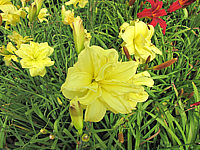 Hemerocallis%20Double%20River%20Wye%203.JPG