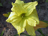 Hemerocallis%20Double%20River%20Wye%204.JPG