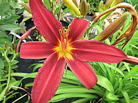 Hemerocallis%20Fire%20Byrt%201.JPG