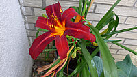 Hemerocallis%20Fire%20Byrt%201b.JPG