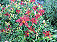 Hemerocallis%20Fire%20Byrt%206.JPG