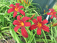 Hemerocallis%20Fire%20Byrt%207.JPG