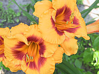 Hemerocallis%20Fooled%20Me%201.JPG