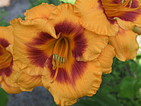 Hemerocallis%20Fooled%20Me%202.JPG